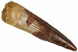 Fossil Spinosaurus Tooth - Real Dinosaur Tooth #327633-1